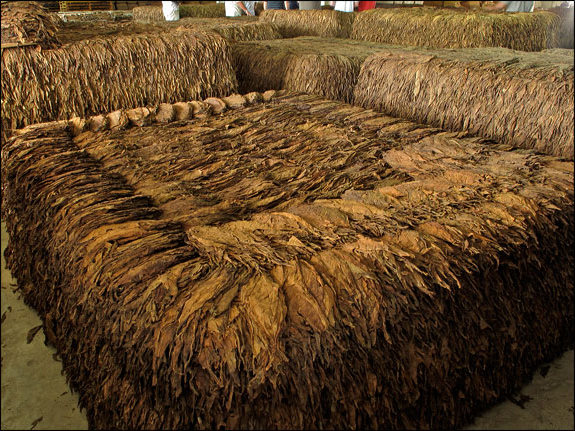 Καλλιέργεια του Καπνού και Διαδικασία Παρασκευής των Πούρων