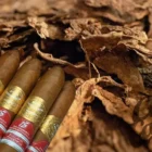 POR LARRANAGA - Fenix Edicion Regional Phoenicia 2021 Κουβανέζικο πούρο